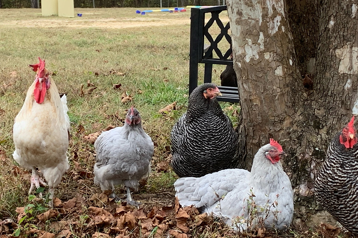 Animals at Triple Brook Farm