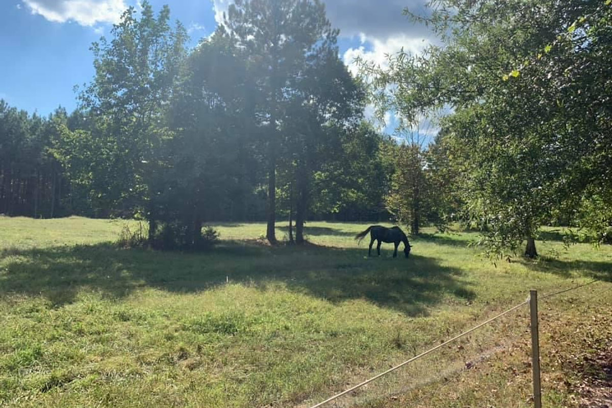 Horses at Triple Brook Farm