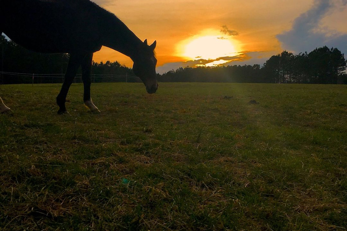 Children and horses at Triple Brook Farm